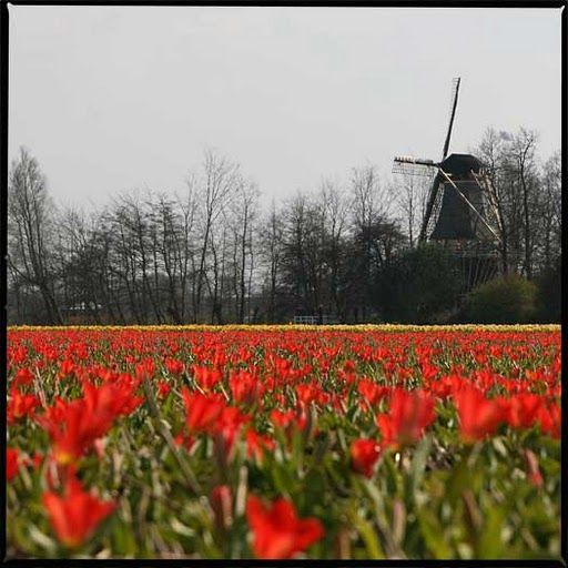 bloeiende tulpenvelden in Sassenheim