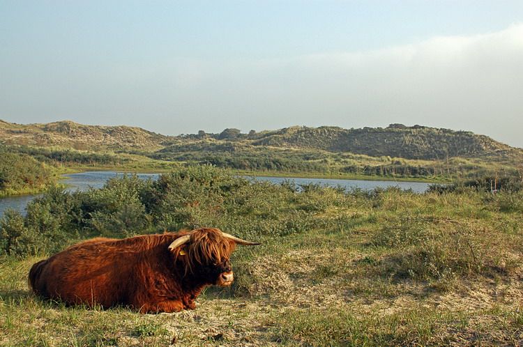 De Wassenaarse Duinen